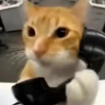 sallysirl