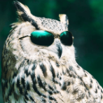 owllancer